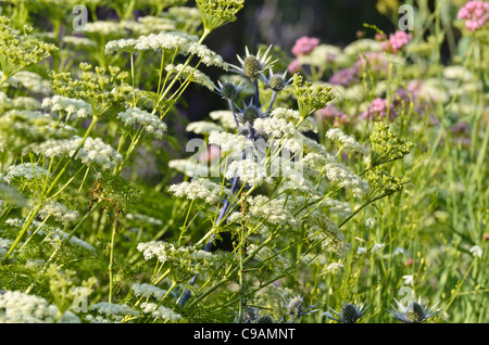 Le ligusticum lucidum et bourgati (eryngium bourgatii'eryngo) Banque D'Images