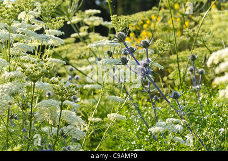 L'eryngo bourgati (eryngium bourgatii) et le Ligusticum lucidum Banque D'Images