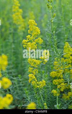 Lady's le gaillet (Galium verum) Banque D'Images