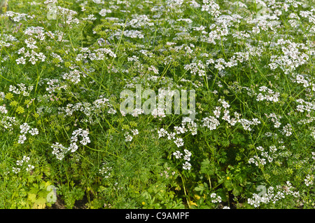 La coriandre (Coriandrum sativum) Banque D'Images