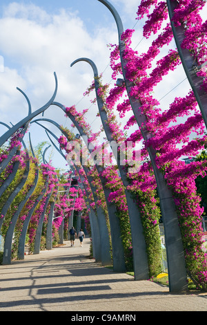 Les bougainvilliers Grand bordée à l'Arbour South Bank Parklands. Brisbane, Queensland, Australie Banque D'Images