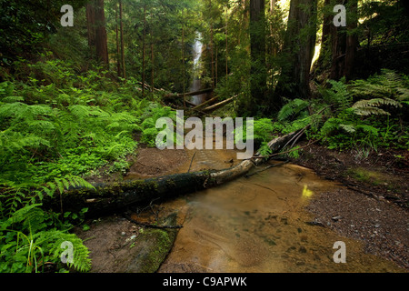 Cascade de la forêt tropicale luxuriante : Berry Creek Falls en grand bassin State Park, Californie Banque D'Images