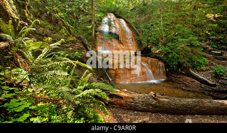 Cascade de la forêt tropicale luxuriante et de fougères : Golden Cascade Falls en grand bassin State Park, Californie, le long de Berry Creek Trail Banque D'Images