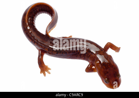 Salamandre tsitou chinois newt isolated on white Banque D'Images