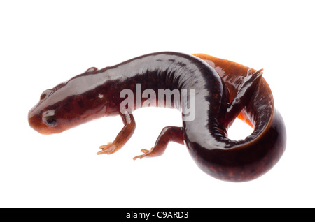 Salamandre tsitou chinois newt isolated on white Banque D'Images