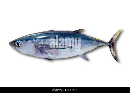 Poisson Thon blanc Thunnus alalunga isolated on white Banque D'Images