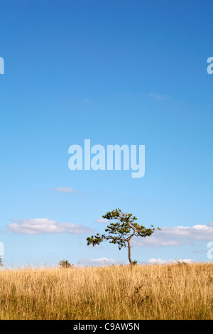 Ensemble de pins bien formés contre le ciel bleu avec des nuages bas et de l'herbe dorée en septembre Banque D'Images