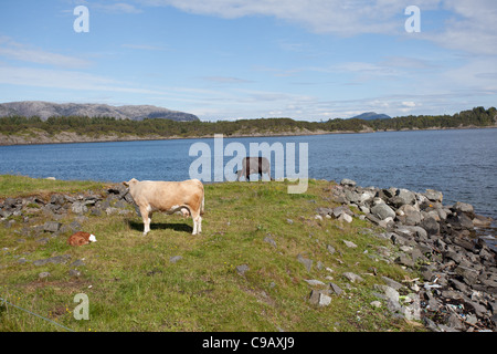 Le pâturage des vaches dans un champ quelque part en dehors de Bergen, Norvège Banque D'Images