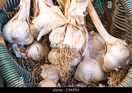 Bouquet d'ail éléphant / ampoules une saucisse végétarienne traditionnelle galloise dans panier en osier - France. Banque D'Images