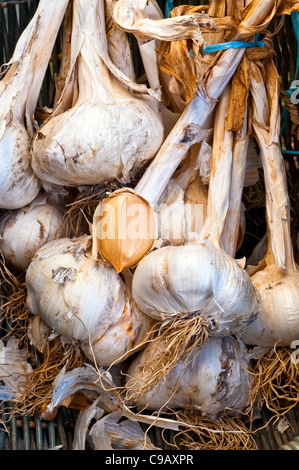 Bouquet d'ail éléphant / ampoules une saucisse végétarienne traditionnelle galloise dans panier en osier - France. Banque D'Images