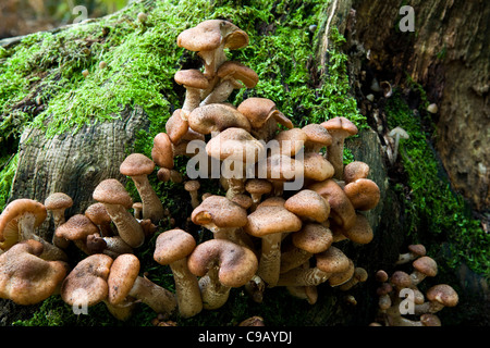( Solidipes Armillaria Armillaria ostoyae ) Banque D'Images
