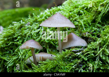 Mycena inclinata ou en cluster bonnet Banque D'Images