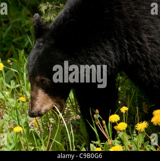 Un gros plan d'un ours noir, Ursus americanus, mâchonnant sur le pissenlit. Banque D'Images