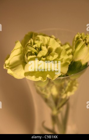 Une fleur dans un vase de verre. Banque D'Images