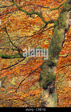 Feuillage automne coloré de la SRCFA Bois le long des rives de la rivière Wharfe dans Wharfedale, Yorkshire, Angleterre Banque D'Images