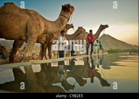 Les commerçants de chameau recueillir l'eau pour leur bétail à l'occasion de la plus grande foire annuelle du bétail dans la ville désertique de Pushkar, Inde. Banque D'Images