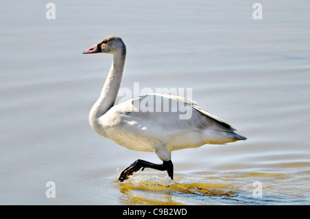Cygne muet juvénile (Cygnus olor) marchant dans des eaux peu profondes, montrant un plumage pâle et des pieds sombres. Jeune cygne en transition vers la forme adulte Banque D'Images