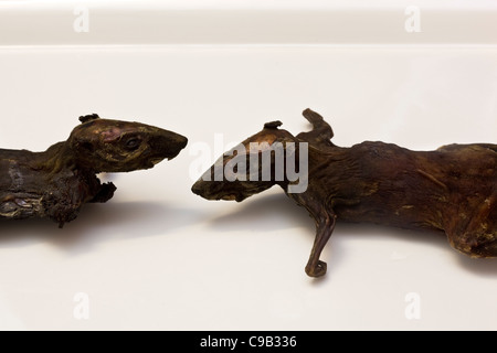 Rat fumé cuit comme vendu au marché à Vientiane Laos - un exemple de la nourriture étrange ou bizarre mangée par les gens du monde entier Banque D'Images