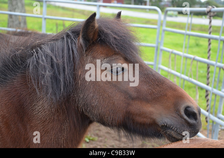 Poney marron, peu boueux et avec l'oeil est un peu voler Banque D'Images