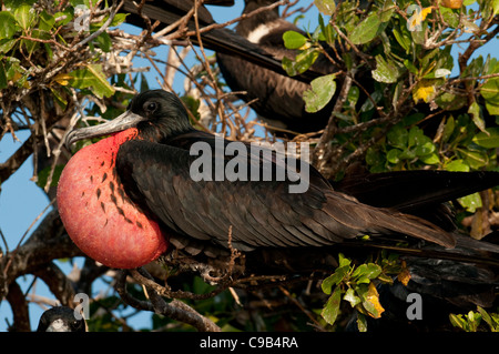 Grand Frigatebird avec sac à goles gonflé - photo de stock Banque D'Images