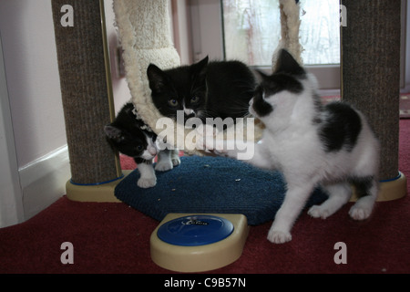 Trois chatons noir et blanc jouant sur cat d'escalade. Banque D'Images