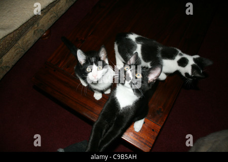 Chat chaton noir avec Blanc nez et la poitrine voit quelque chose tout en blanc noir chaton regarde sur. Le tout sur une table basse. Banque D'Images