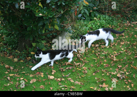 Les chats chaton noir et blanc jardin explorer les feuilles d'automne sur le terrain. Banque D'Images