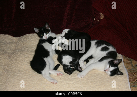 Trois chats chaton noir et blanc sur molleton blanc avec coussins rouge foncé derrière Banque D'Images