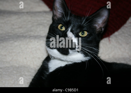 Chat mâle noir avec marquage blanc nez et menton portant sur molleton blanc rouge foncé avec coussin derrière. Banque D'Images