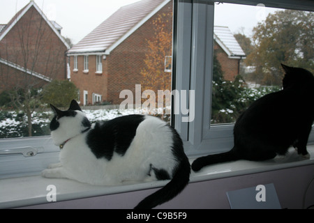 Blanc et noir, chat noir chat assis sur un rebord de fenêtre à l'étage sur jardin et maisons avec scène enneigée. Banque D'Images