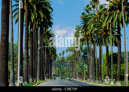 Palmiers line une rue résidentielle de Beverly Hills, un célèbre communauté dans le comté de Los Angeles en Californie du Sud, aux États-Unis. Banque D'Images