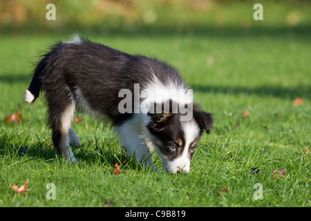 Chiot Border Collie 12 semaines à explorer dans l'herbe Banque D'Images