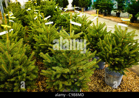 Les petits arbres de Noël avec des racines, à la vente, dans un centre de jardinage. UK Banque D'Images