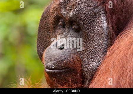 Photo de profil d'un mâle adulte dominant orang-outan orang-outan l'orang-outan à joue pads. L'horizontale. Copier l'espace. Banque D'Images