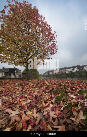 Arbre généalogique polaire blanc prise à l'automne avec ses feuilles allant du jaune au rouge en couleur Banque D'Images