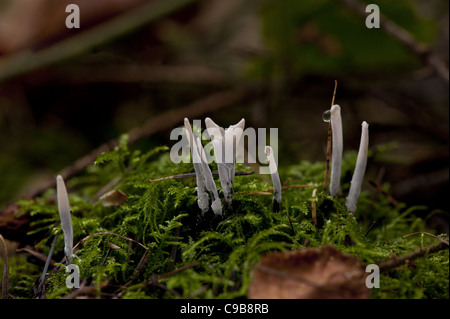 Champignons à priser bougie groupés sur mousse, avec de la rosée. Banque D'Images