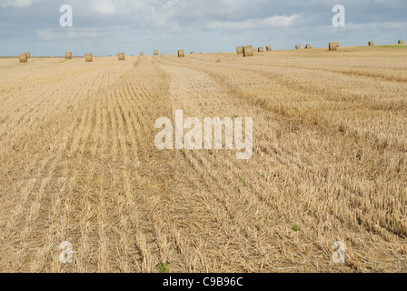 Balles de blé sur un champ de maïs après la récolte d'automne en Picardie, dans le nord de la France Banque D'Images