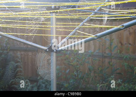 Araignées capturées par la lumière du soleil tôt le matin sur un lave-ligne, sans vêtements. Banque D'Images