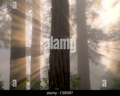 Redwood dans Lady Bird Johnson Landing. Parcs d'État et national Redwood, Californie Banque D'Images