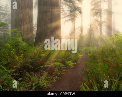 Redwood et le chemin de Lady Bird Johnson Landing. Parcs d'État et national Redwood, Californie Banque D'Images