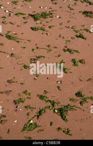 Des algues sur le sable Banque D'Images