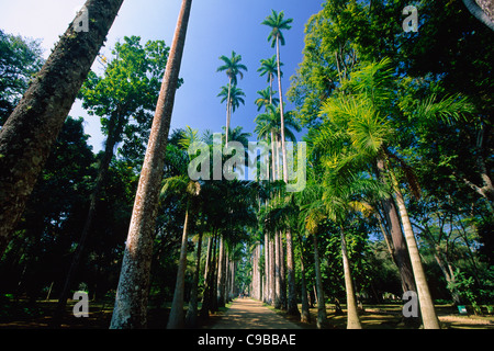 Promenade avec palmiers, jardin botanique Jardim, Rio de Janeiro, Brésil Banque D'Images