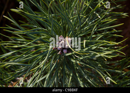 Libre de droit d'un Caledonian Pine (Pinus sylvestris) fleurs des gaules/cône Banque D'Images