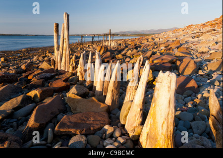 Ils sont faits de bois pas sûr qu'ils ont été utilisés pour s'. emplacement à proximité de fort belan caernarfon gwynedd Uk Banque D'Images