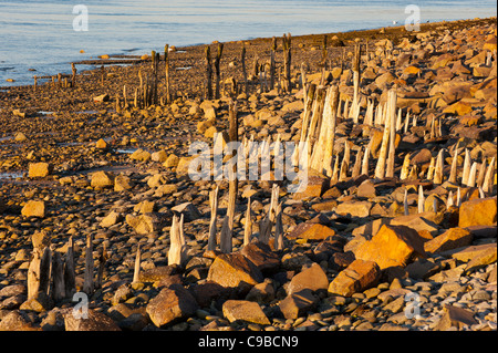 Ils sont faits de bois pas sûr qu'ils ont été utilisés pour s'. emplacement à proximité de fort belan caernarfon gwynedd Uk Banque D'Images