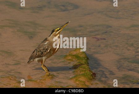 Un Héron strié (BUTORIDES STRIATA STRIATA) SUR LA PLAGE DE COSTA DIO SAUIPE, BRÉSIL Banque D'Images