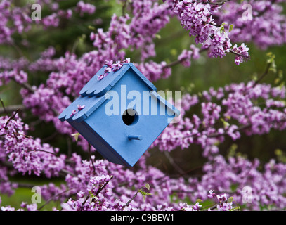 Fleurs colorées de jardin de printemps gros plan de Birdhouse bleu pour la nidification des oiseaux dans un Bud rouge en fleur, Redbud Tree dans le New Jersey, Etats-Unis, AMÉRIQUE DU NORD Banque D'Images
