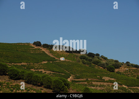 La viticulture sur les hauteurs de Banyuls, connu pour le vin doux de dessert, près de Collioure à la Côte Vermeille du Languedoc-Roussillon Banque D'Images