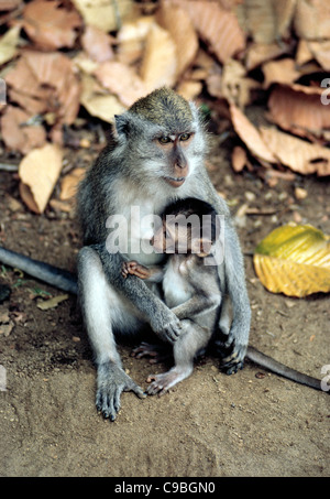 Une mère allaite son bébé singe, assis sur le sol avec leur queue superbe à Bali, en Indonésie, en Asie du sud-est. Banque D'Images