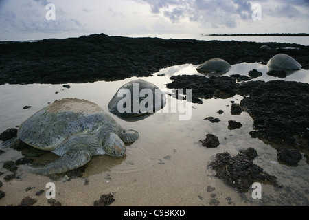 L'Afrique, la Guinée-Bissau, la tortue de mer verte dans l'eau Banque D'Images